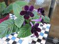 cape primrose